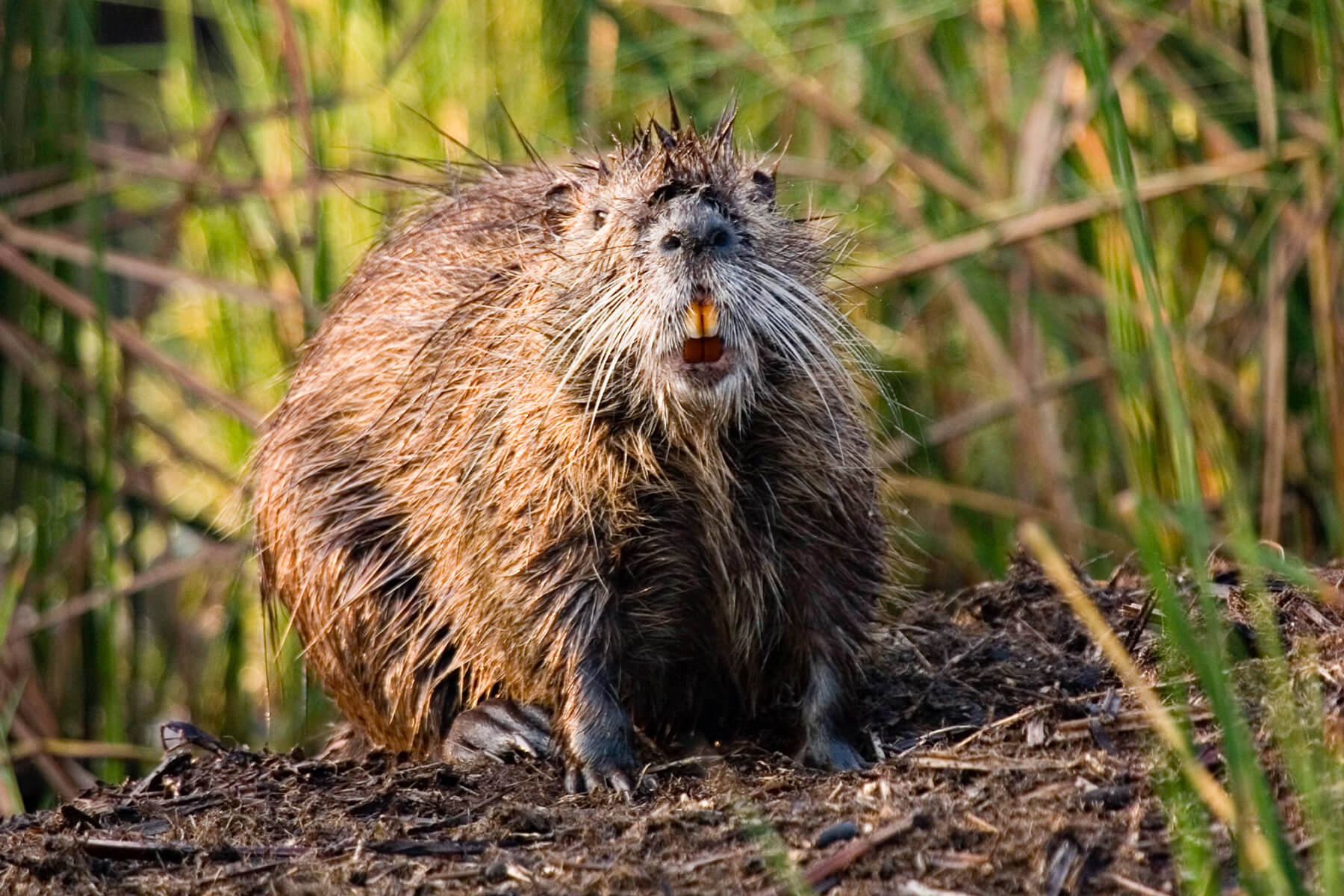 Invasive Species Chesapeake Bay Program