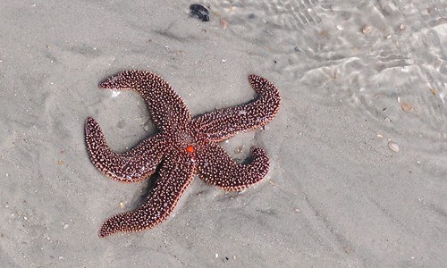 Common Sea Star Chesapeake Bay Program