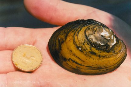 A yellow lampmussel is held in an open hand next to a smaller Canadian dollar coin.
