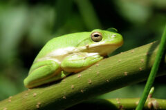 Small image of Green treefrog sits on a green stem of a plant.