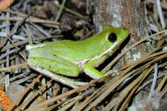 Small image of Green treefrog sits ontop of wooded debris.