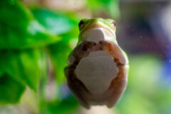 Small image of Green treefrog sits on a camera lens, showing its white underside.