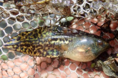 Small image of Tadpole with barely developed front and rear legs sits in a net.