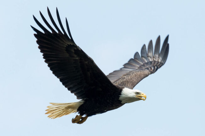 Bald eagle soaring.