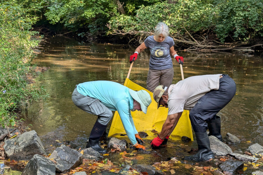 Three volunteers stand in a shallow stream. One volunteer holds a seine net, while the other two bend over and jostle rocks with their hands in order to release macroinvertebrates into the net.