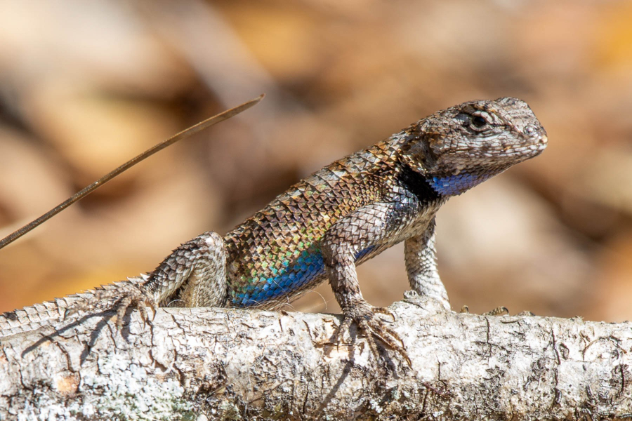 Male eastern fence lizard with blue underside is perched on a tree.