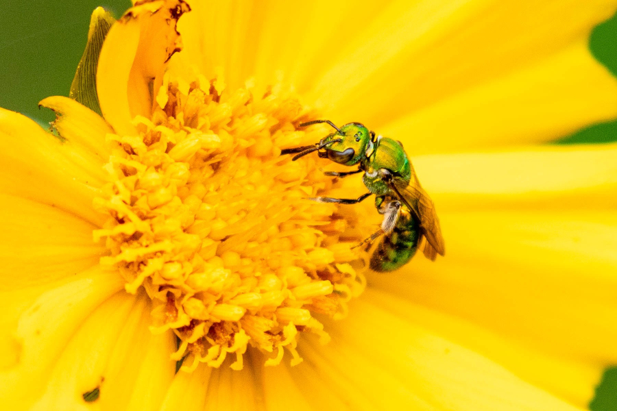 Green sweat bee feeds upon a bright yellow tickseed coreopsis.