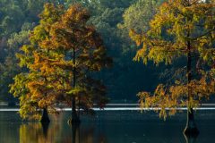 Small image of A group of bald cypress trees with golden brown leaves grow in a river.