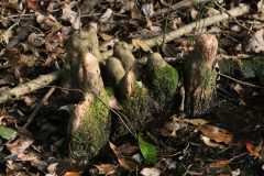 Small image of The knees of a bald cypress protrude from a patch of damp soil.