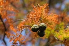 Small image of A cluster of small, round bald cypress cones grows at the end of a branch that features golden-brown, needle-like leaves.