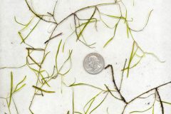 Small image of Slender pondweed leaves on a white background with a quarter, showing that the leaves are very thin and long relative to their width, but overall small.