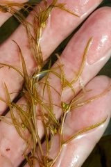 Small image of Slender pondweed leaves, along with a layer of water, in a human hand. The leaves appear slimy and slightly translucent and green.