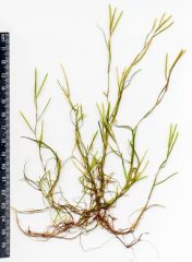 Small image of A slender pondweed plant on a white background next to a measuring stick that indicates 16 centimeters. Most of the plant falls within that 16 centimeters, but the topmost leaves extend beyond it.