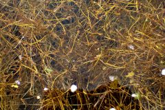 Small image of A mass of slender pondweed underwater, with visible bubbles and white rounded blobs.