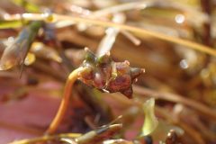 Small image of A fruiting body of slender pondweed, a cluster of bumps with purplish and greenish coloration.