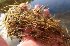 Small image of A handful of slender pondweed with small brown seeds visible on the leaves.