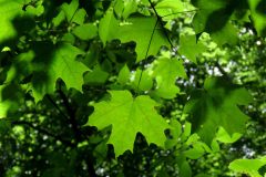 Small image of Distinctive green maple leaves, with other trees' leaves visible in the background.