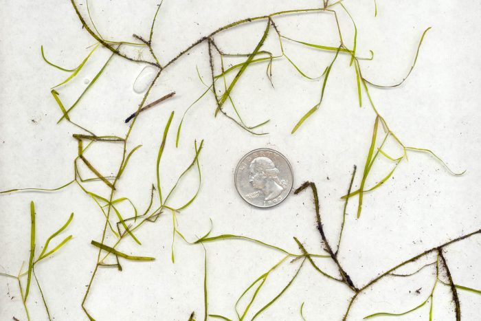 Slender pondweed leaves on a white background with a quarter, showing that the leaves are very thin and long relative to their width, but overall small.