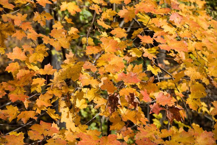 The fall foliage of a sugar maple with mostly yellow and pale orange leaves.