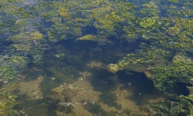 Sea Lettuce