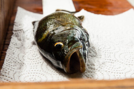 Dead fish sits on napkin before before disected.