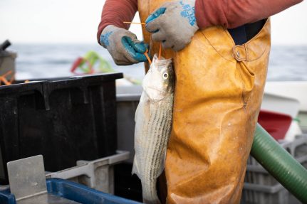 A waterman on a workboat wearing yellow waders and blue and white gloves inserts an orange plastic tag into the mouth of a striped bass.