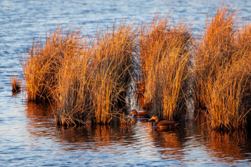 Two American black ducks paddle through a clump of brown marsh grasses growing out of blue water in wintertime.