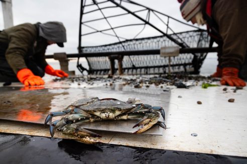 Blue crab on a boat in the foreground with two researchers in winter jackets in the background.