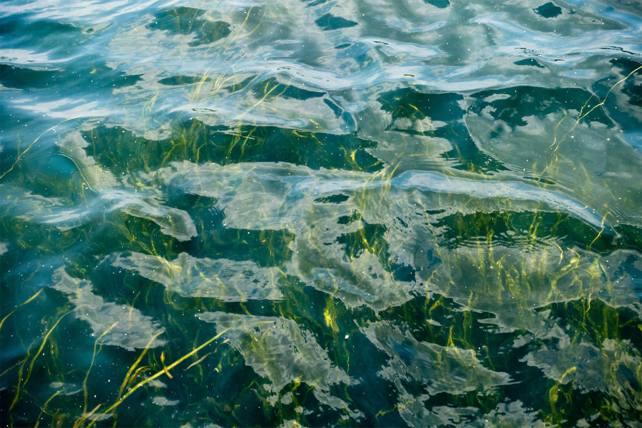 Green underwater grasses grow just below the water's surface.