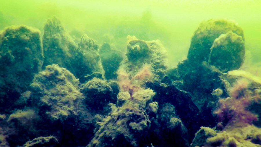 An oyster reef seen underwater.