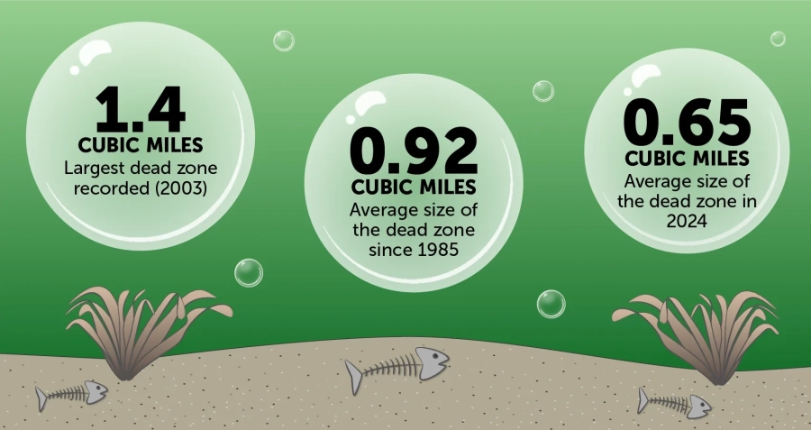 Infographic shows the largest dead zone ever recorded in the Chesapeake Bay, the average size of the Bay's dead zone since 1985, and the average size of the Bay's dead zone in 2024.