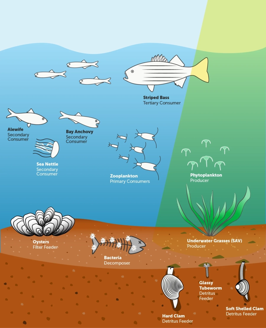 Infographic shows the different species that can act as producers, consumers and decomposers in a simplified example of a Chesapeake Bay food web.