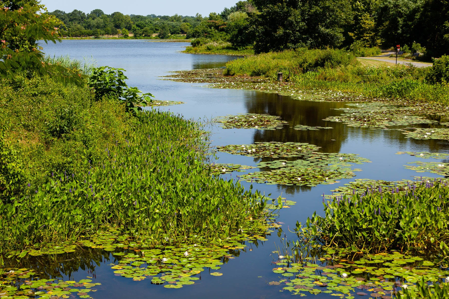 A lake lined by wetlands and trees.