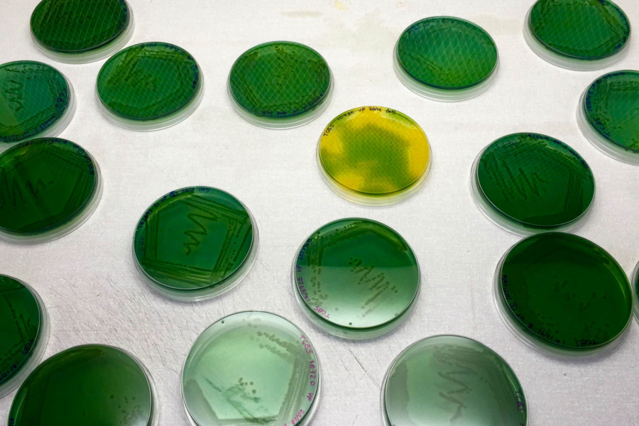 Green petri dishes inoculated with Vibrio are scattered on a white table.