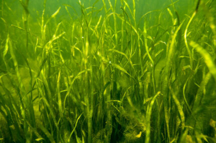 Underwater grass shown.