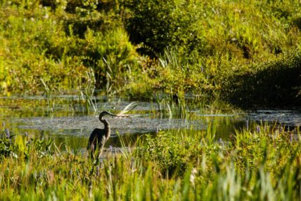 A blue heron standing in a shallow pool surrounded by reeds, grasses and low bushes.