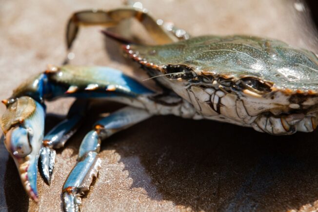 Chesapeake Bay blue crab