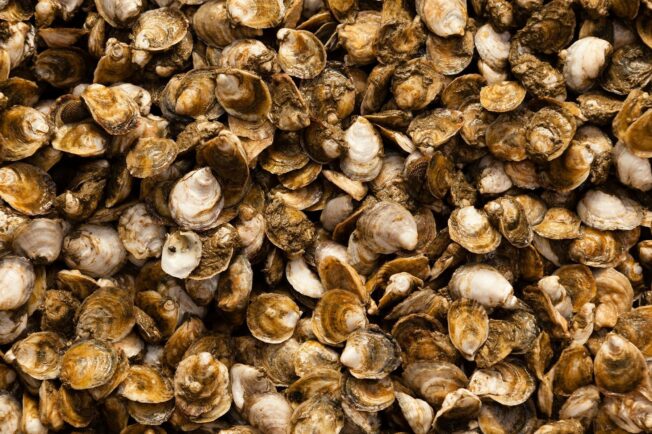 A pile of oyster shells.