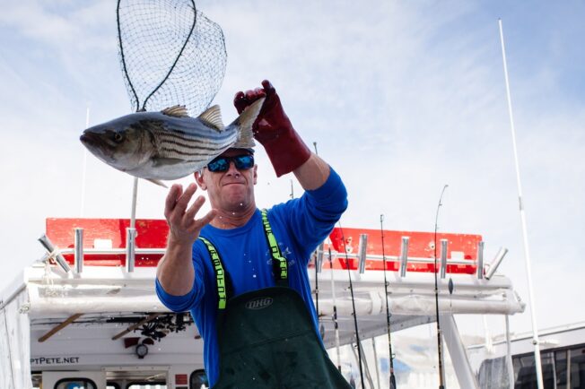 Man releases a striped bass after catching it.