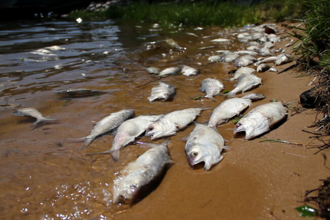 Dead fish wash up on a beach.