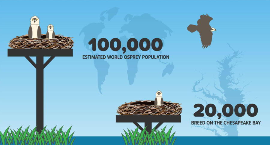 Infographic indicating that there are around 20,000 ospreys that breed on the Chesapeake Bay and 100,000 ospreys in the world.