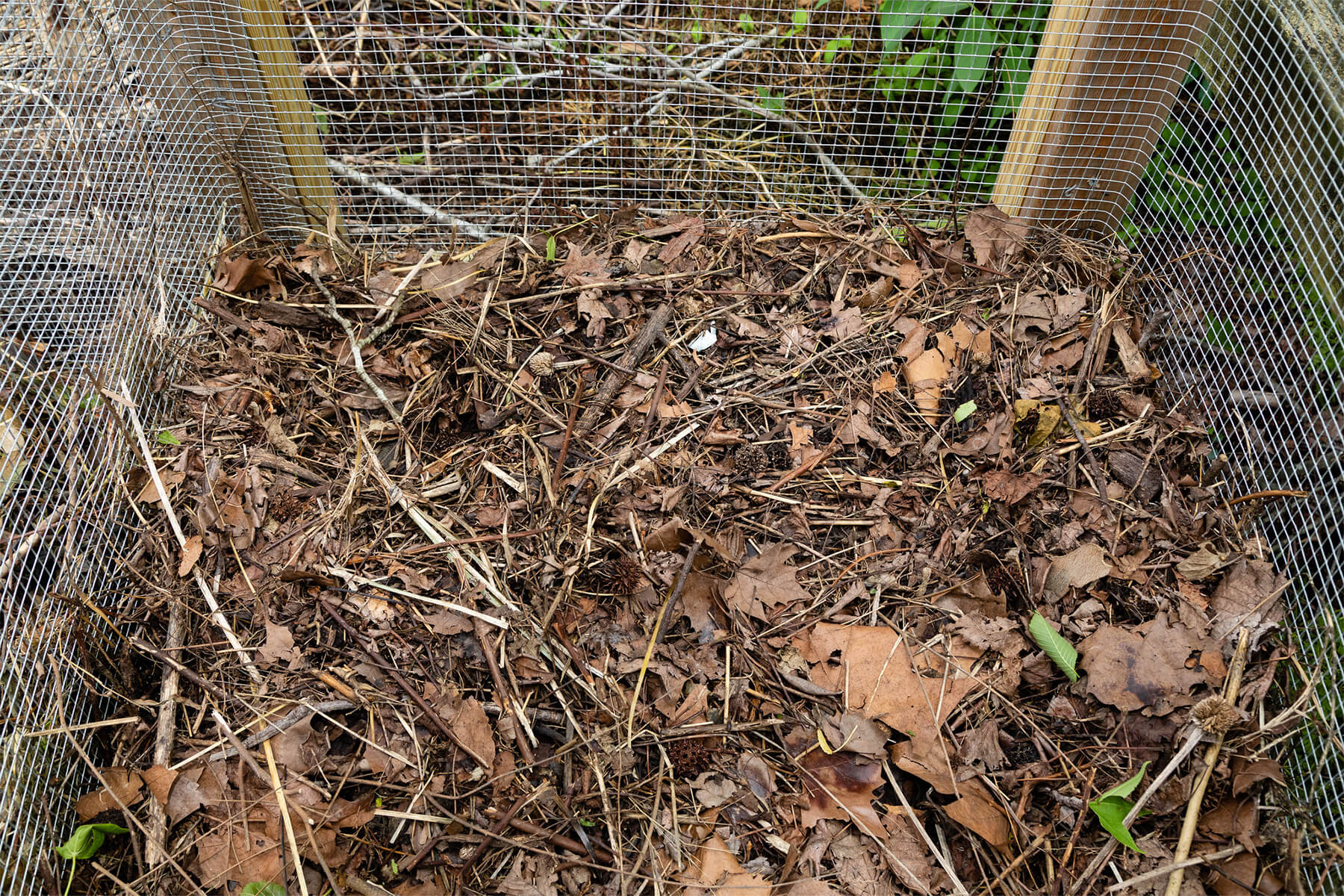 Leaves in a compost bin.