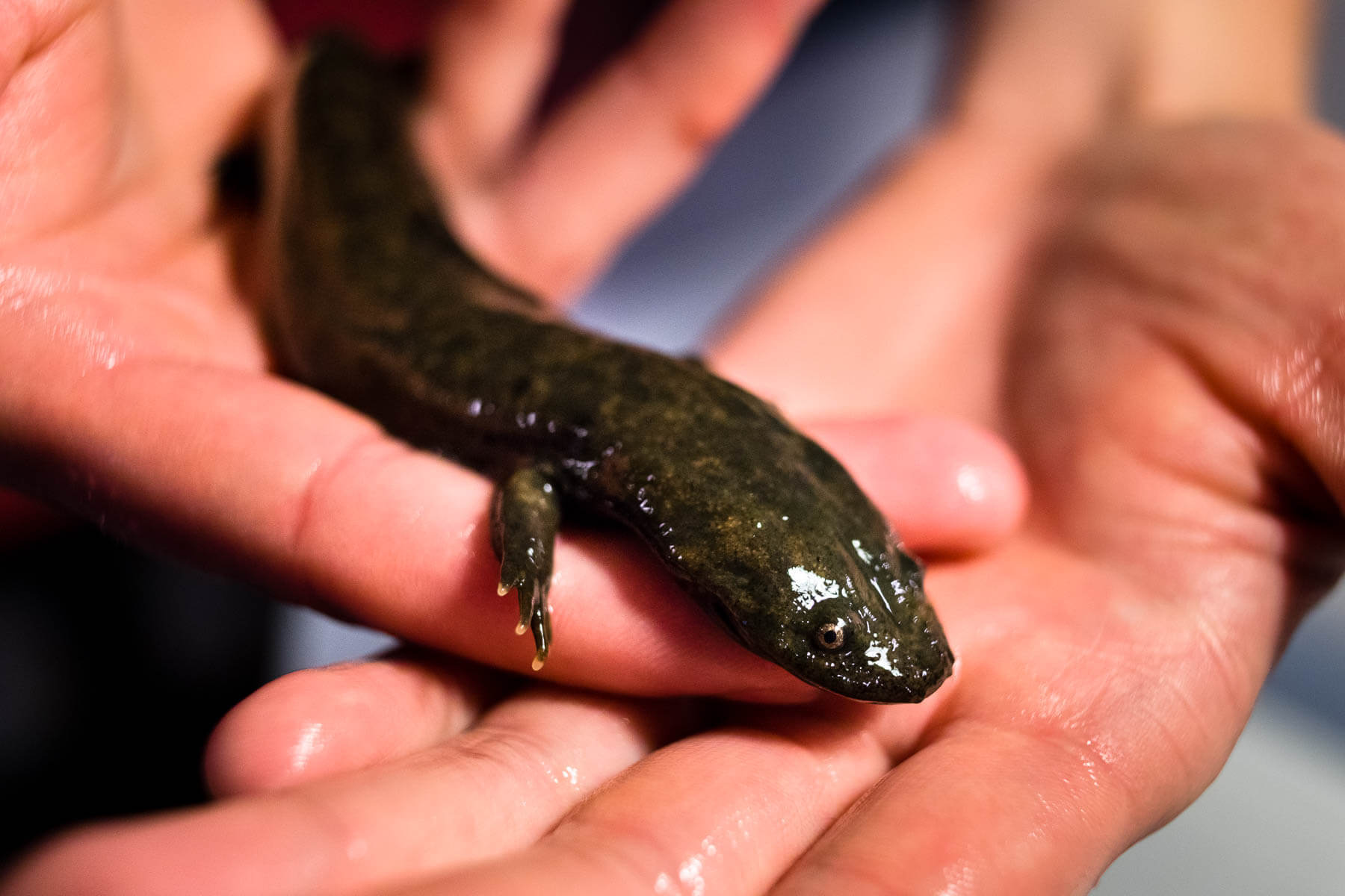 ten-chesapeake-species-with-unique-nicknames-chesapeake-bay-program