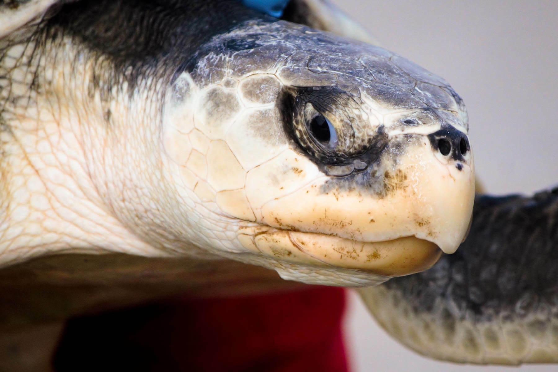 A turtle tied to the tides | Chesapeake Bay Program