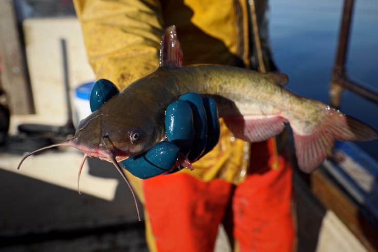 Meet a small but tough native fish of the Chesapeake Bay | Chesapeake ...