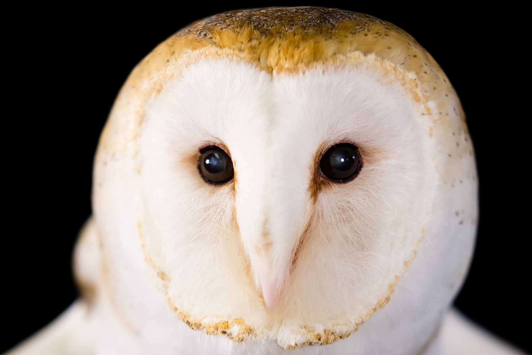 It S Not Easy Being A Barn Owl Chesapeake Bay Program