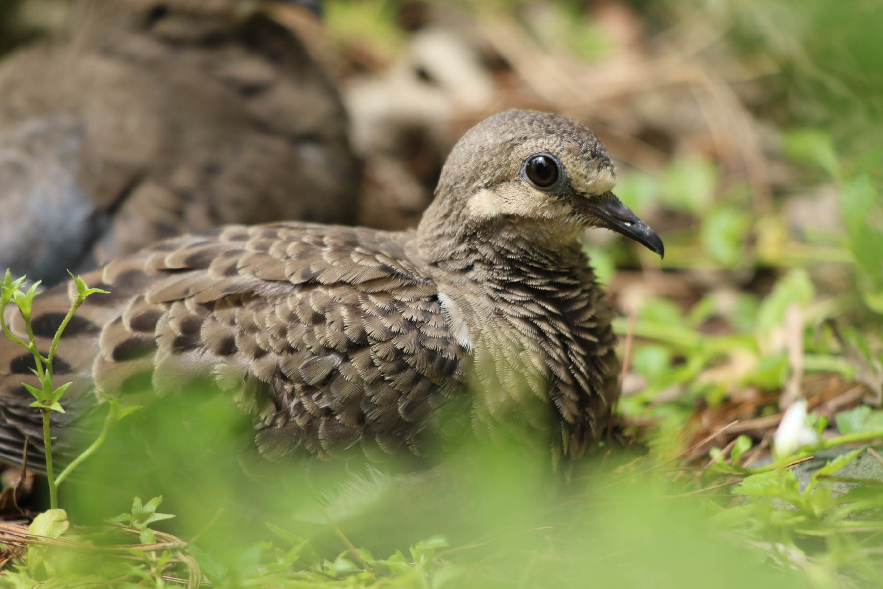 Mourning Doves Raise Multiple Broods Each Year Chesapeake Bay Program