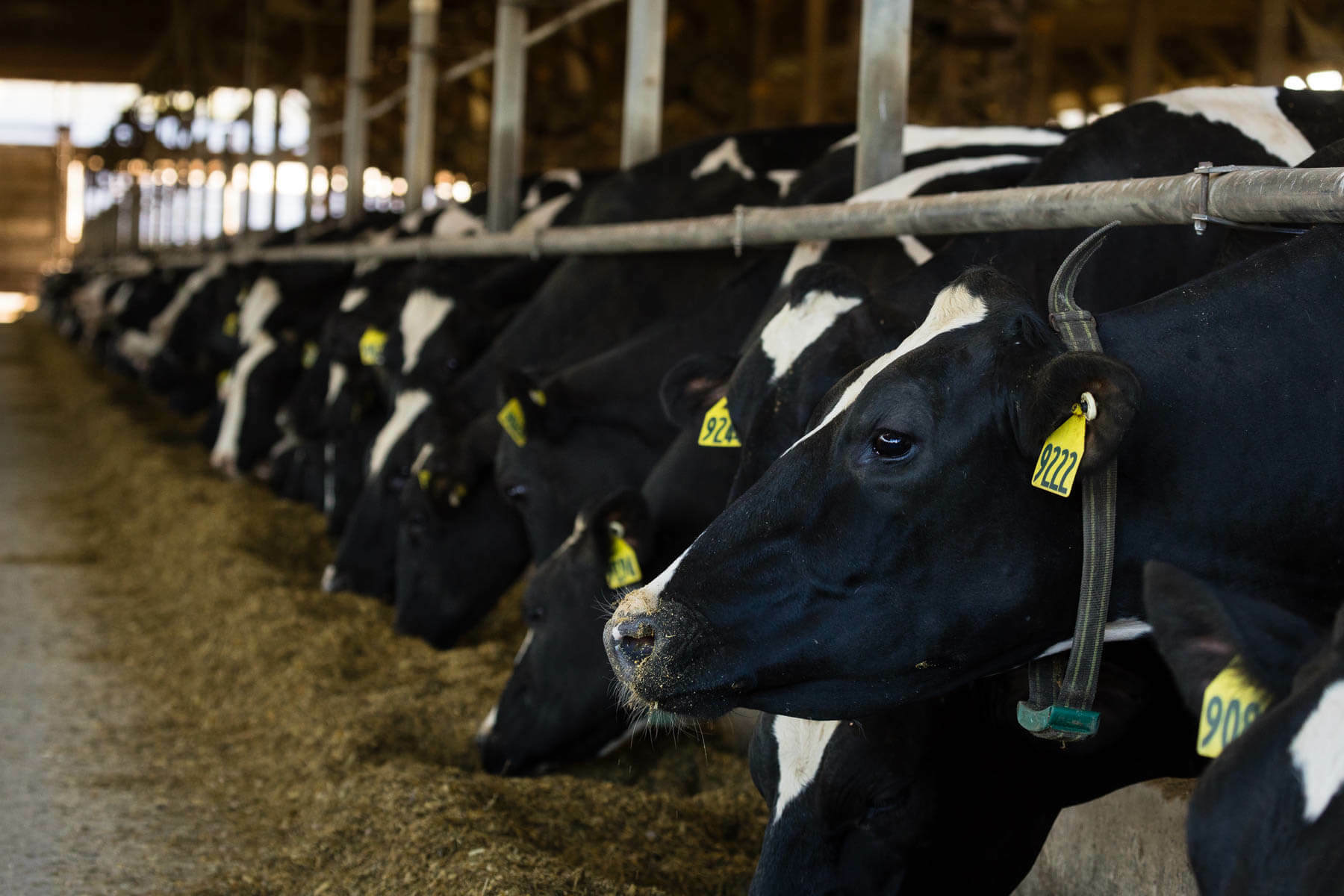 There S No Separation Anxiety At This Pennsylvania Farm Chesapeake Bay Program