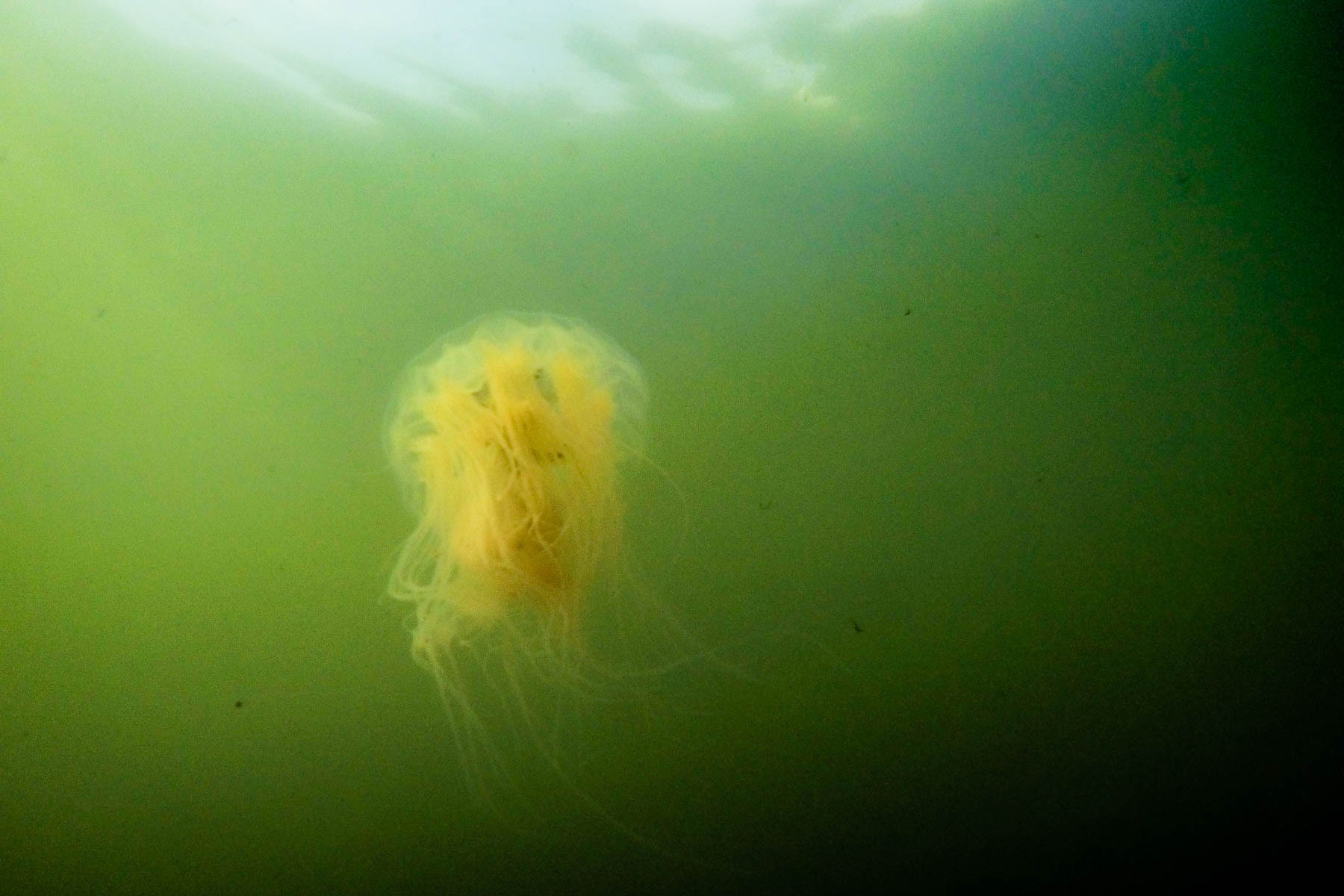 ‘Winter jellyfish’ basks in cold Bay waters Chesapeake Bay Program
