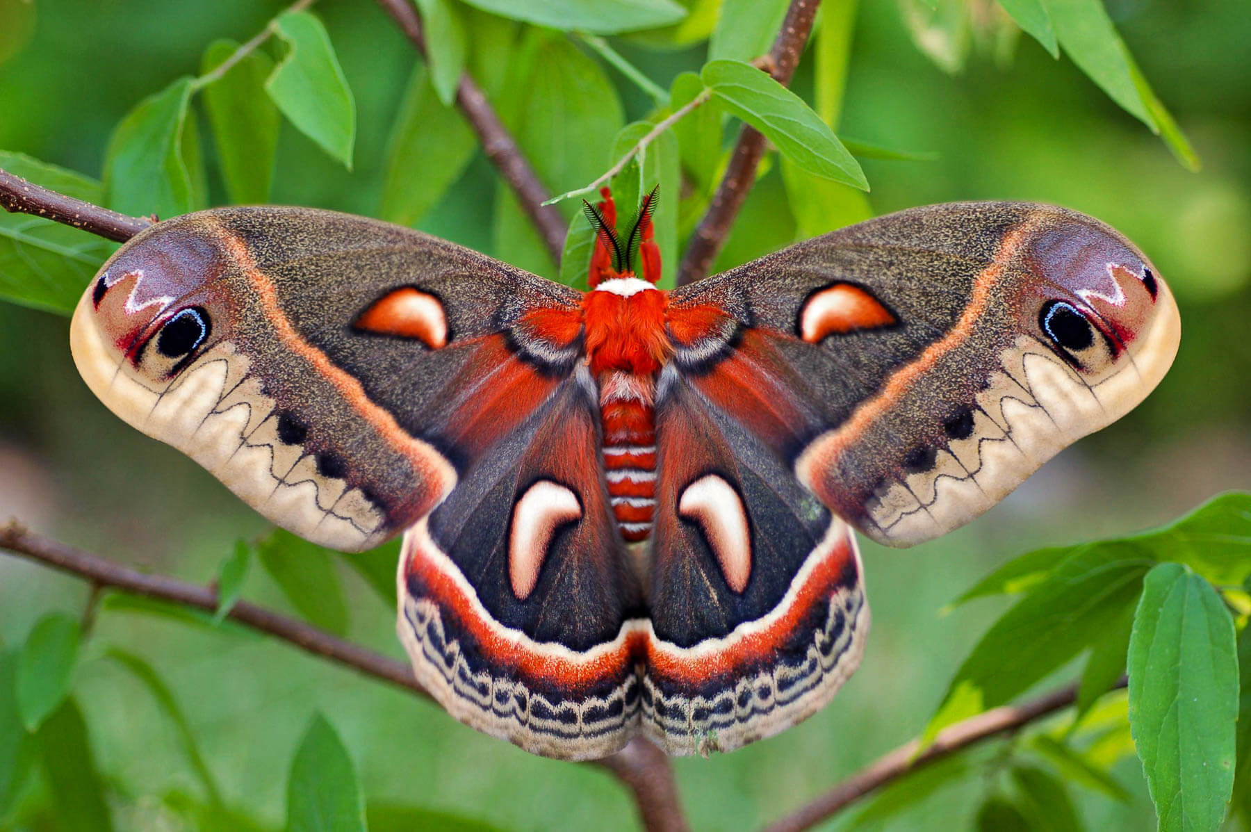 Moths Pick Up The Night Shift Chesapeake Bay Program